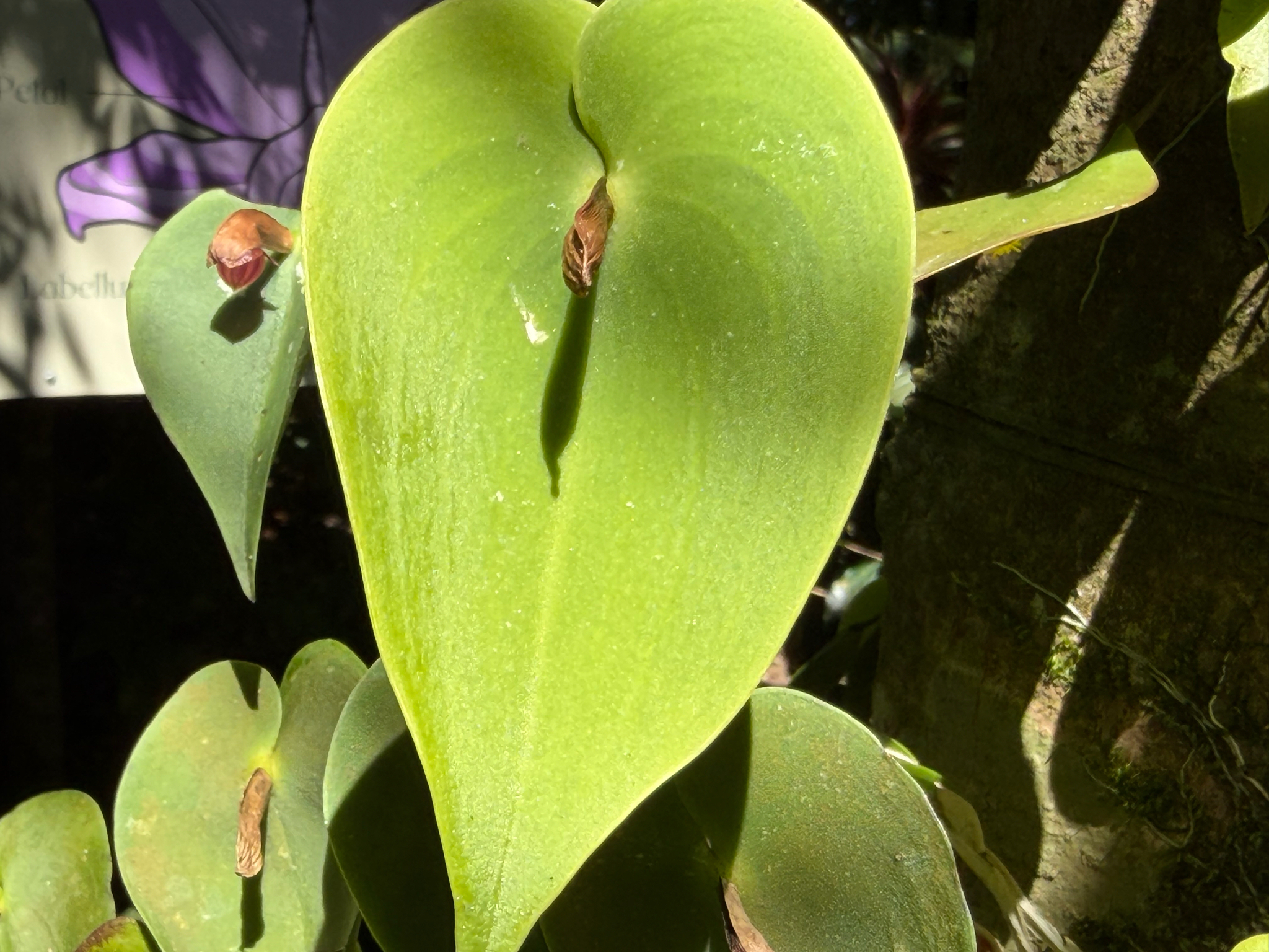 Pleurothallis cardiothallis