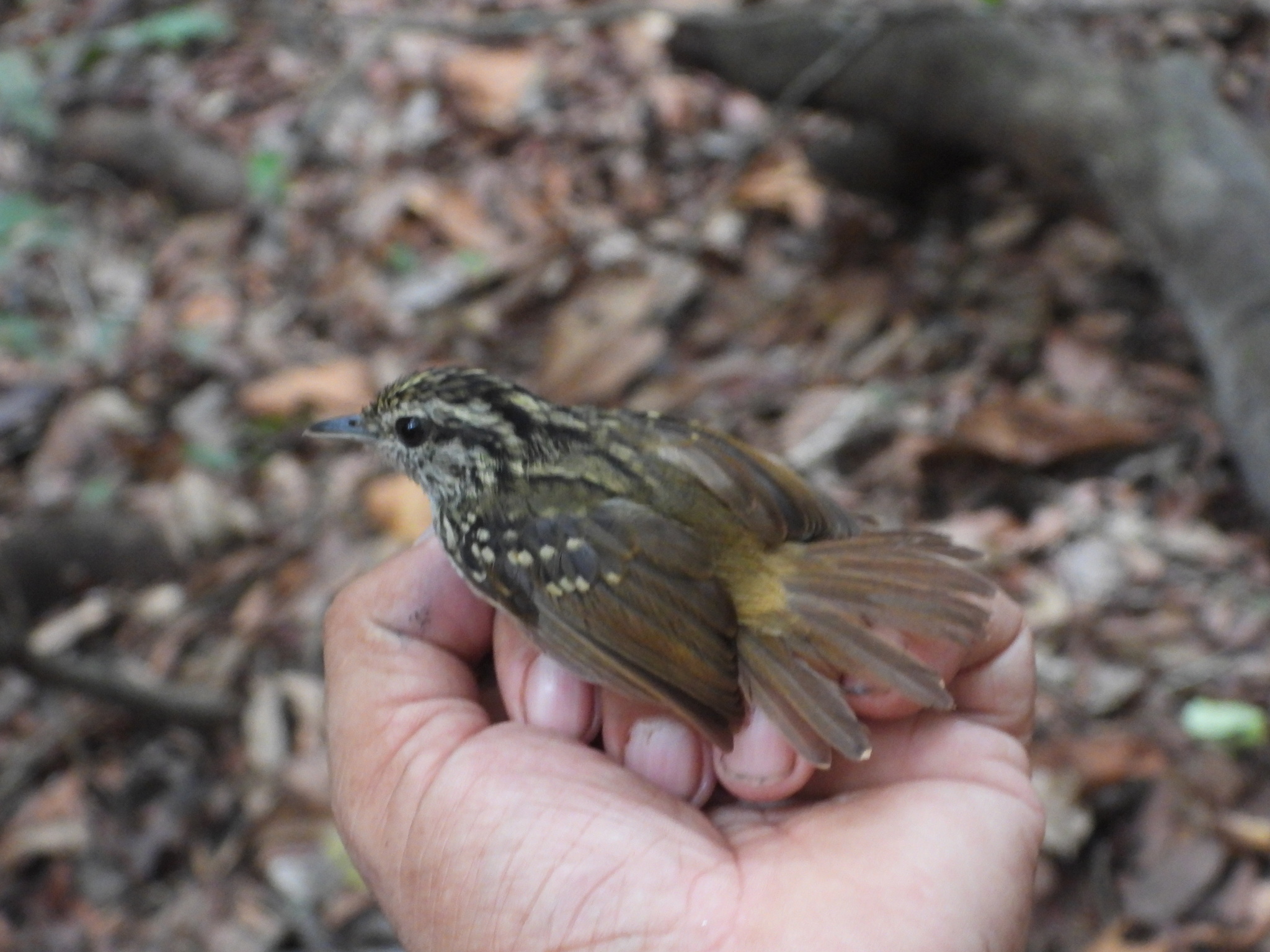Peruvian Warbling Antbird (Hypocnemis peruviana), photo 7