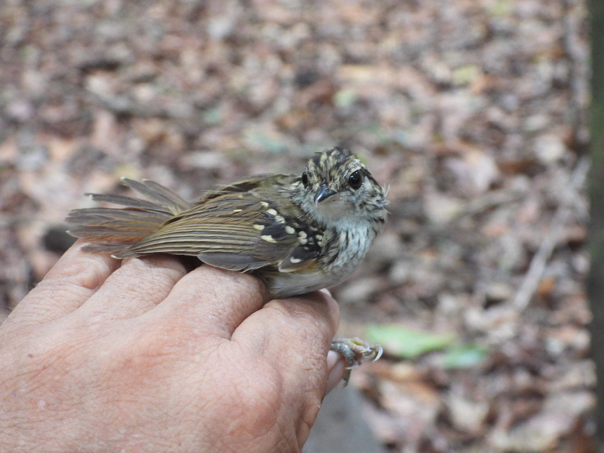 Peruvian Warbling Antbird (Hypocnemis peruviana), photo 8