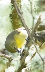 Hemignathus wilsoni
