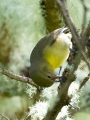 Hemignathus wilsoni
