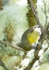 Hemignathus wilsoni
