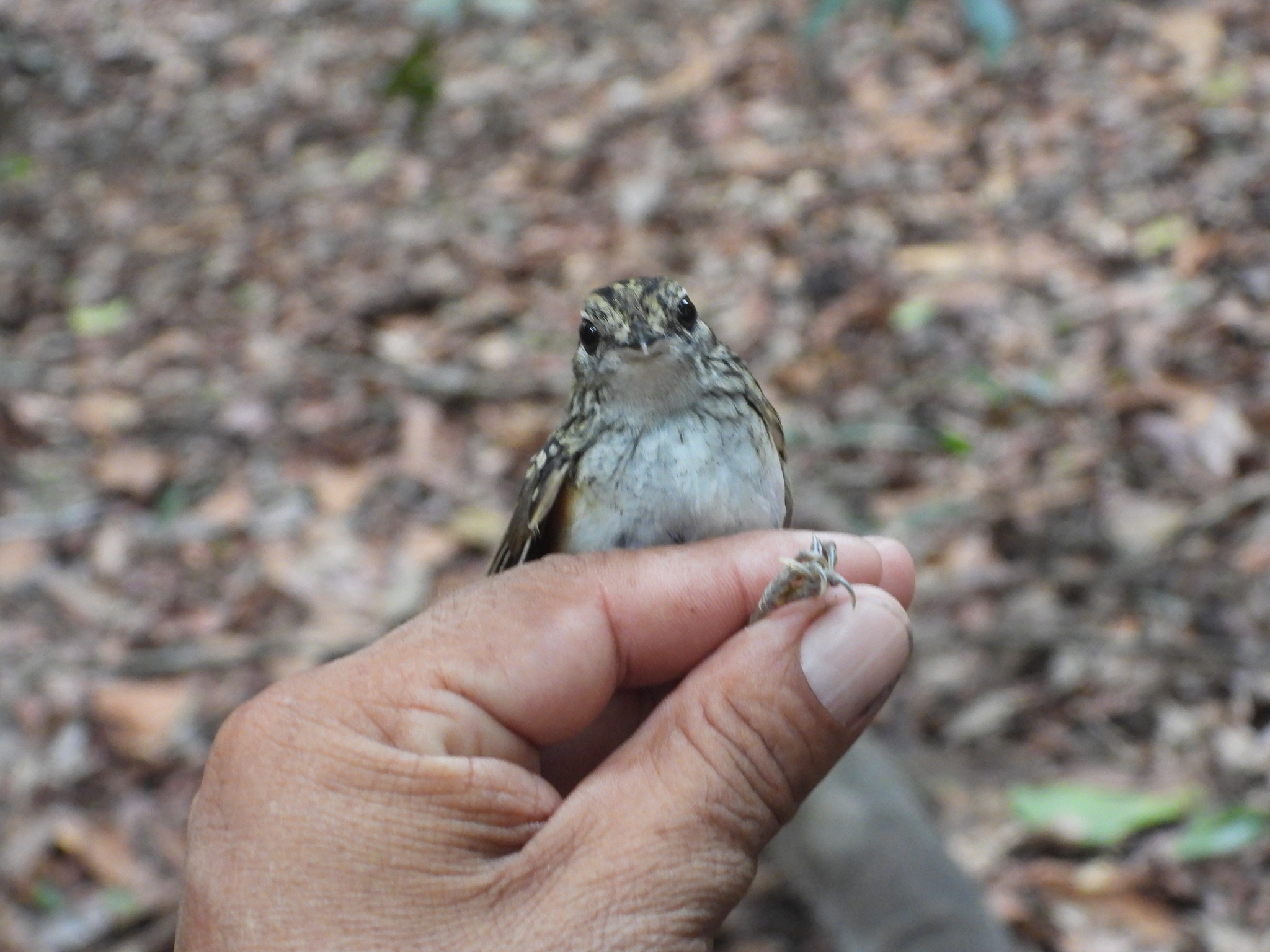 Peruvian Warbling Antbird (Hypocnemis peruviana), photo 9