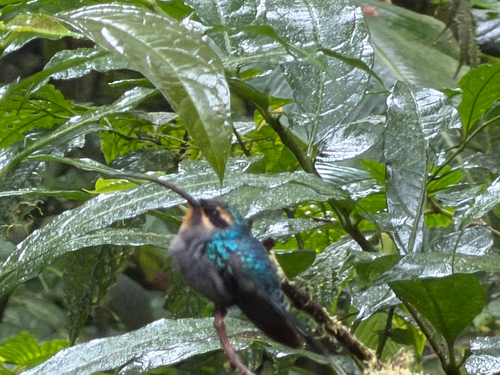 Green Hermit (Phaethornis guy), photo 4