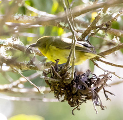 Hemignathus wilsoni