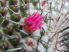 Mammillaria orcuttii
