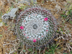 Mammillaria orcuttii