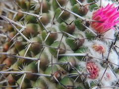 Mammillaria orcuttii