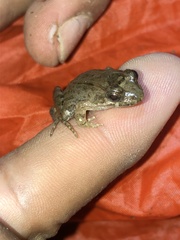 Leptodactylus discodactylus