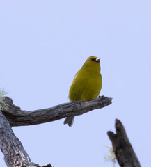 Chlorodrepanis virens virens