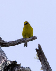 Chlorodrepanis virens virens