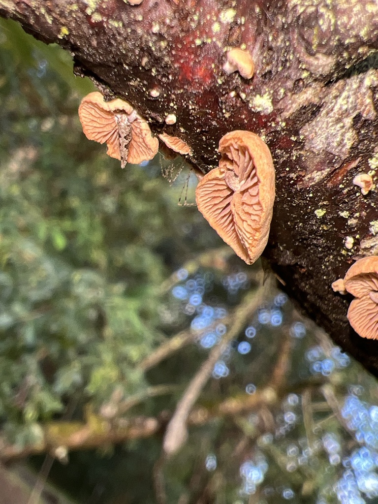 Deconica horizontalis