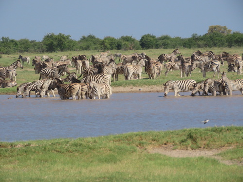 Plains Zebra