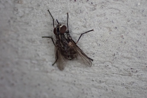 Unknown species found near West Arlington, Arlington, TX, USA
