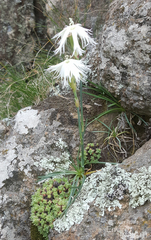 Dianthus mooiensis