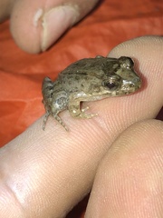 Leptodactylus discodactylus