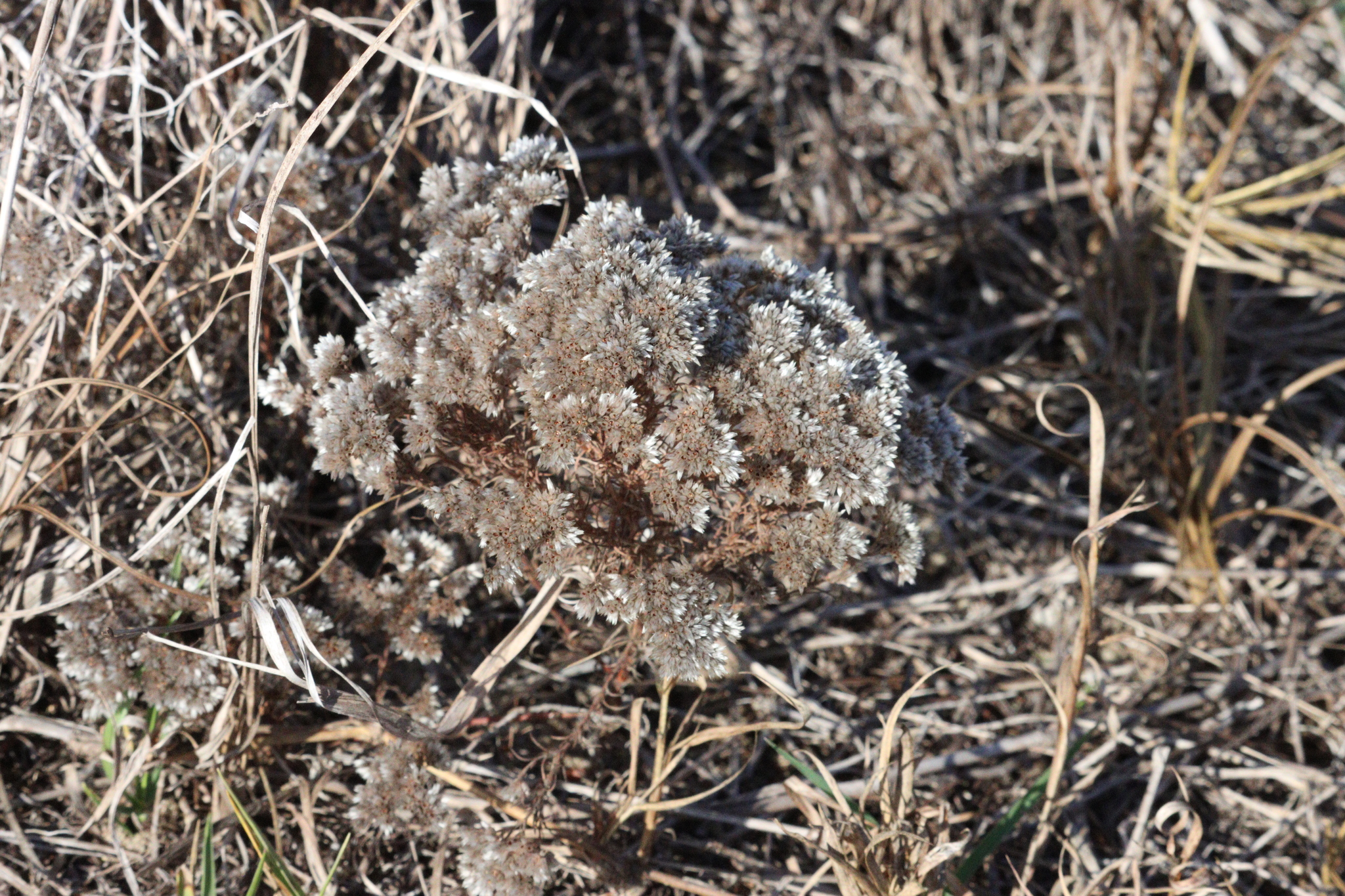 Imagem de Polycarpaea corymbosa