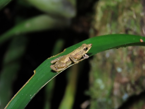 Coastal Tree Toad