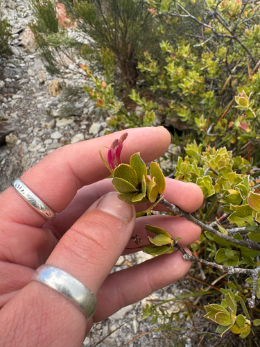Adenanthos venosus (Adenanthos venosus)