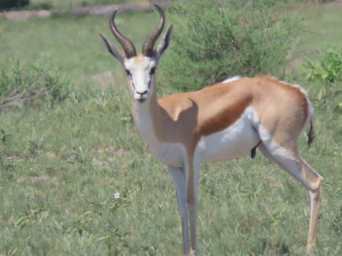Springbok