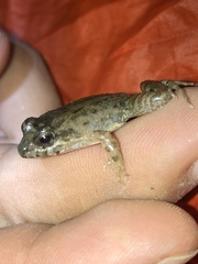 Leptodactylus discodactylus