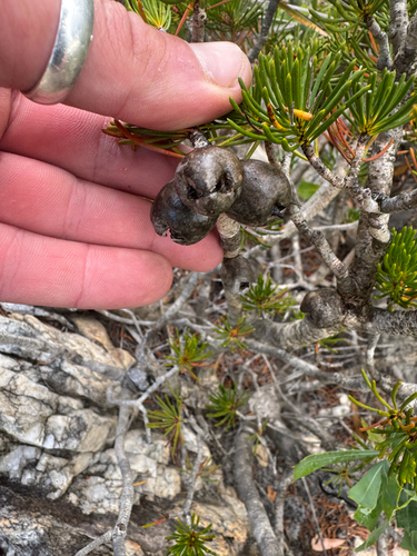 Melaleuca valida, photograph 4