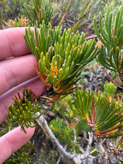 Melaleuca valida, photograph (c) Tyler Anthony, some rights reserved (CC BY)