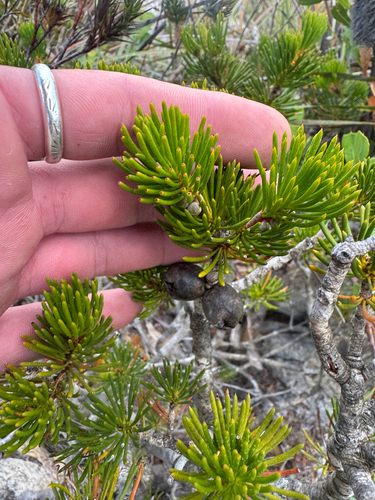 Melaleuca valida, photograph 5