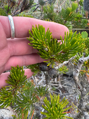 Melaleuca valida, photograph (c) Tyler Anthony, some rights reserved (CC BY)