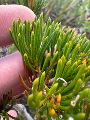 Melaleuca valida, photograph (c) Tyler Anthony, some rights reserved (CC BY)