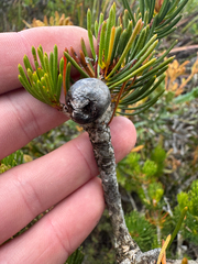 Melaleuca valida, photograph (c) Tyler Anthony, some rights reserved (CC BY)