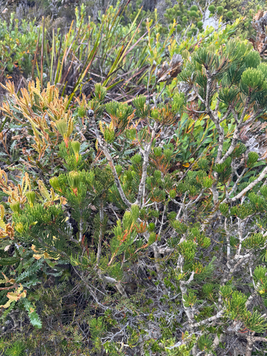 Melaleuca valida, photograph 6