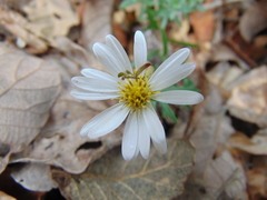 Symphyotrichum moranense