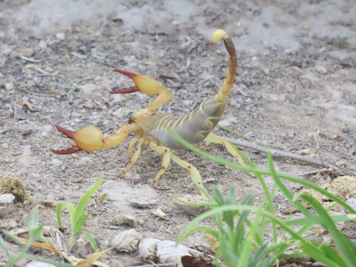 Kalahari Burrowing Scorpion
