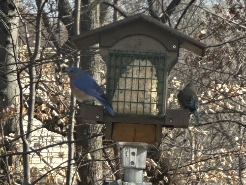Eastern Bluebird