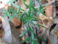 Symphyotrichum moranense
