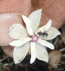 Asclepias humilis