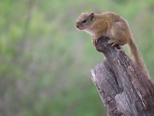 Smith's Bush Squirrel