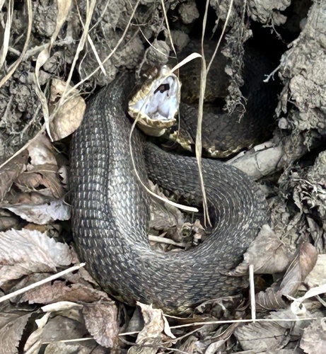 Northern Cottonmouth