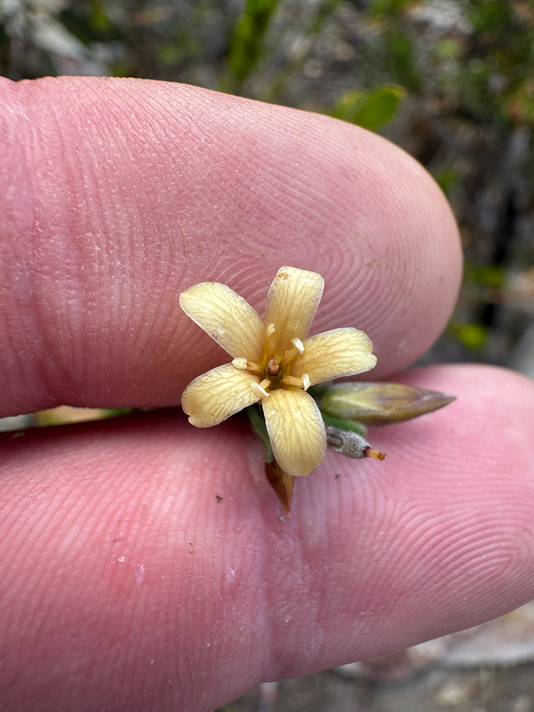 Billardiera venusta (Billardiera venusta)