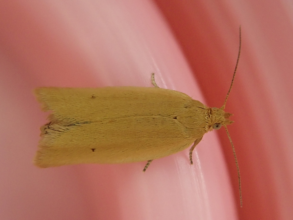 Epichorista siriana