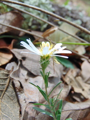 Symphyotrichum moranense