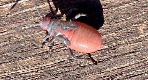 iNaturalist observation photo of Red-shouldered Bug