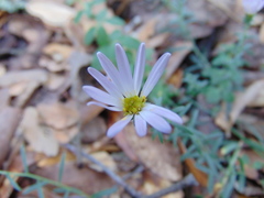 Symphyotrichum moranense