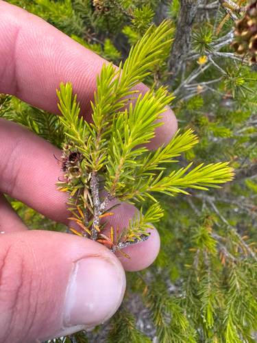 Kunzea ericifolia, photograph 6