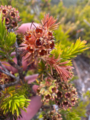 Kunzea ericifolia, photograph (c) Tyler Anthony, some rights reserved (CC BY)