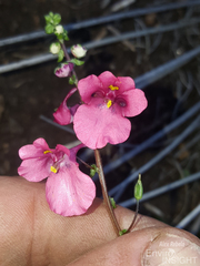 Diascia integerrima