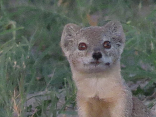 Yellow Mongoose