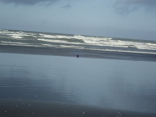 Variable Oystercatcher (Haematopus unicolor), photo 4