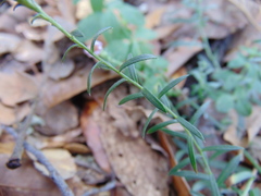 Symphyotrichum moranense